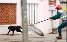 Chó thả rông nghi mắc bệnh dại cắn nhiều người ở Vũng Tàu