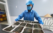 Cà Mau không để đứt gãy chuỗi sản xuất tôm khi Mỹ áp thuế đối ứng 46%
