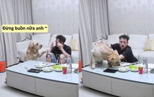 Chú chó giả vờ vỗ về sen để cướp đồ ăn
