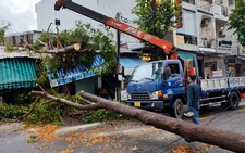 Mưa to làm ngã đổ nhiều cây xanh ở TP Tân An