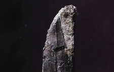 Pterosaur fossil found in Japan identified as new species