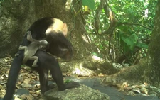 Monkeys kidnap babies of another species in weird 'fad'