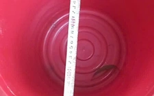 Ngã vào xô đựng 15cm nước, bé gái đuối nước nguy kịch