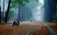 Lãng mạn mùa sao đen rụng ở thành phố cây xanh số 1 Việt Nam