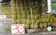 Vì sao sầu riêng miền Tây bán lề đường chỉ 30.000 đồng/kg?