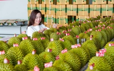 Thủ tướng chỉ đạo loạt nhiệm vụ siết quản lý để thúc đẩy xuất khẩu sầu riêng