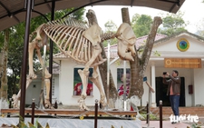 Elephant skeletons displayed at Vietnam national park to raise conservation awareness