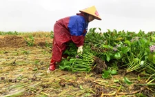 Xót cảnh người dân dầm mình dưới mưa cứu lúa đổ rạp trong lũ