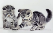 Ngắm những chú mèo hoang vẽ bằng màu nước giống như thật của họa sĩ Thái Lan