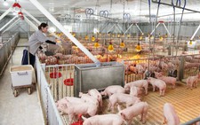 Lợi nhuận ngành thịt heo đổ về 'ông lớn', hộ nhỏ lẻ ngày càng lép vế