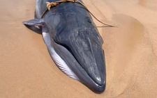 Beached whale dies off south-central Vietnam coast