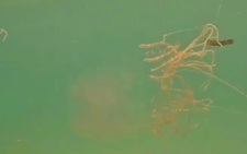 Vietnam’s Phu Quoc issues jellyfish warning after foreign tourist gets stung