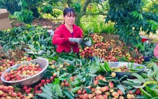 Nông dân Đắk Lắk trúng tiền tỉ nhờ vải thiều chín sớm