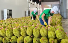 Sầu riêng xuất khẩu sang Trung Quốc giảm sâu, Bộ trưởng Đỗ Đức Duy chỉ đạo loạt giải pháp