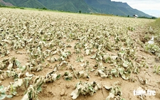 Off-season floods take heavy toll on crops in central Vietnam’s flood-prone district