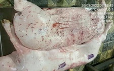 Heo sau giết mổ phát hiện bệnh lý về da, xử lý thế nào?