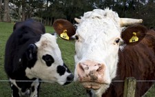 Cow tech startup becomes New Zealand's latest unicorn in $100 million fundraise