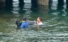 Dolphin found stranded at Da Nang port