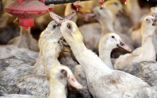 Hàn Quốc chứng kiến số vật nuôi chết do nắng nóng tăng đột biến
