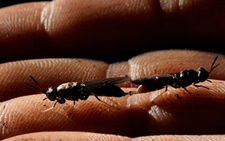 Meet the former Cuban doctor breeding flies for fish feed