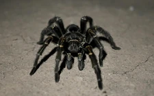 Creepy find: German customs net tarantulas in cookie shipment