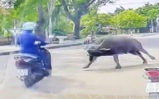 Trâu sổng chuồng lao ra đường, húc gãy xương sườn người phụ nữ chạy xe máy