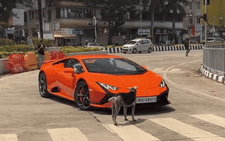 Chú chó kiên quyết chặn đầu Lamborghini: 'Siêu bò' đánh lái đến đâu, 'boss' chắn đến đấy