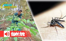Điểm tin 8h: Cả ngàn gốc sâm Ngọc Linh hư hại do mưa lớn; Cảnh báo tăng ca mắc sốt xuất huyết