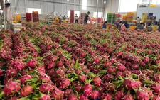 Vì sao địa phương gặp khó khi được phân quyền cấp giấy chứng nhận để thanh long, hồ tiêu... sang EU?