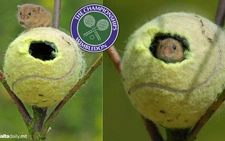 Bóng Wimbledon được tái chế làm ‘nhà’ cho chuột