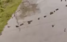 Hàng trăm con cá rô nối đuôi nhau trườn trên đường sau cơn mưa lớn
