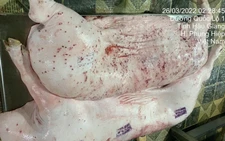 Kỷ luật cảnh cáo người đóng dấu kiểm dịch sai đối với heo bệnh của Công ty C.P. Việt Nam