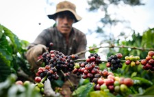 US tariff response: Ministry outlines 3 scenarios for Vietnam’s agro-forestry-fishery sector