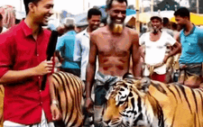 ‘Chợ bán hổ’ ở Bangladesh là thật hay giả?