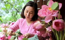 Sen Bách Diệp hồ Tây hồi sinh