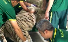 Hổ trắng Ngộ Không chết vì bệnh sau 10 năm sinh ra và lớn lên ở Thảo cầm viên Sài Gòn
