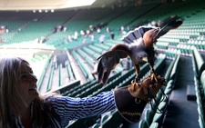 Wimbledon gặp khủng hoảng bất ngờ vì... một chú chim