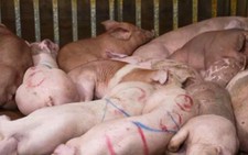 Phá đường dây thu gom, giết mổ heo bệnh bán cho chợ, quán ăn, nhà hàng khắp Hà Nội