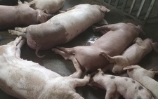 Người nuôi heo như 'ngồi trên đống lửa' vì dịch tả heo châu Phi