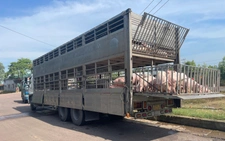 Chở 220 con heo nhiễm dịch tả heo châu Phi đi bán thì bị bắt