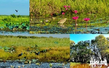 Tram Chim National Park bursts to life in flood season in southern Vietnam