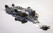 Australian authorities investigate influencer over croc wrestling