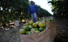 Bacterial greening disease infects nearly half of Brazil's citrus belt