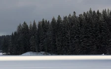 Sweden and Finland urge revision of EU's forestry climate targets