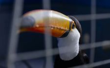 Toucans, tortoises saved in major Brazil trafficking bust