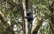 Chimps ingest alcohol daily: study
