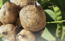 6 family members hospitalized over suspected poisoning from jicama seeds in northern Vietnam