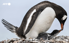 Penguins bring forward breeding season as Antarctica warms: study