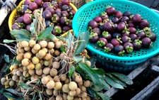 Horticulture gains ground in Vietnam’s Mekong Delta, fragmented production limits exports: Dutch embassy