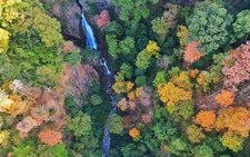 Seasonal leaf change turns Mang Den Pass forest in central Vietnam into brief natural draw